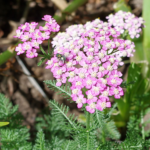 Achillea hybrida Pretty Belinda